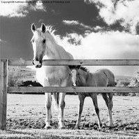 Buy canvas prints of Mare and foal behind fence by Kathleen Smith (kbhsphoto)