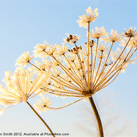 Buy canvas prints of Frost covered cow parsley by Kathleen Smith (kbhsphoto)