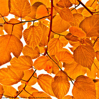 Buy canvas prints of Orange leaves by Kathleen Smith (kbhsphoto)