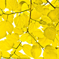 Buy canvas prints of Yellow leaves by Kathleen Smith (kbhsphoto)