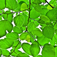 Buy canvas prints of Green leaves by Kathleen Smith (kbhsphoto)
