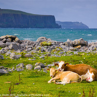 Buy canvas prints of Cow and calf in Ireland by Kathleen Smith (kbhsphoto)