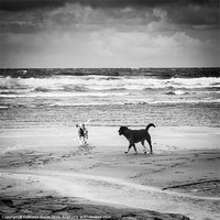 Buy canvas prints of Dogs playing on the beach by Kathleen Smith (kbhsphoto)