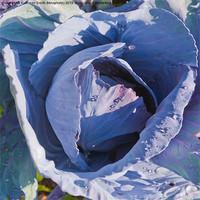 Buy canvas prints of Red cabbage by Kathleen Smith (kbhsphoto)