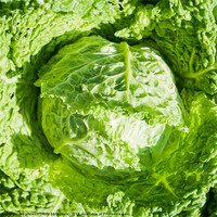 Buy canvas prints of Savoy cabbage by Kathleen Smith (kbhsphoto)