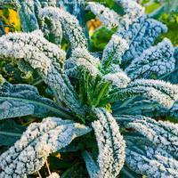 Buy canvas prints of Black cabbage covered in frost by Kathleen Smith (kbhsphoto)