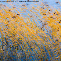 Buy canvas prints of Autumn coloured reeds by Kathleen Smith (kbhsphoto)