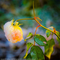 Buy canvas prints of Frosted yellow rose by Kathleen Smith (kbhsphoto)