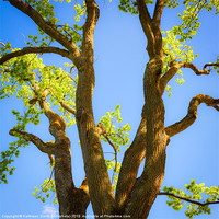 Buy canvas prints of Oak tree in spring by Kathleen Smith (kbhsphoto)