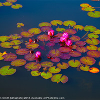 Buy canvas prints of Water lilies by Kathleen Smith (kbhsphoto)