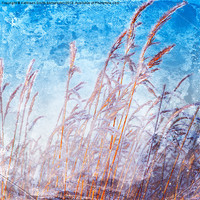 Buy canvas prints of Reeds with hoar frost by Kathleen Smith (kbhsphoto)