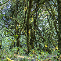 Buy canvas prints of forest on La Gomera by peter schickert