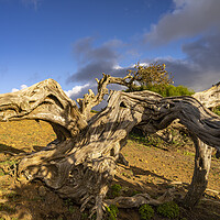 Buy canvas prints of Juniper tree at El Sabinar, El Hierro by peter schickert