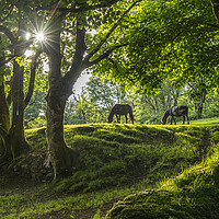 Buy canvas prints of Dartmoor Horses by peter schickert
