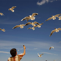 Buy canvas prints of boy feeding the seagulls by peter schickert