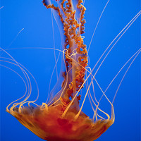Buy canvas prints of Jellyfish by peter schickert