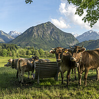 Buy canvas prints of Cow in Bavaria by peter schickert