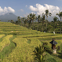 Buy canvas prints of Rice field Bali by peter schickert