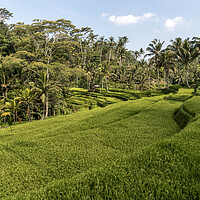 Buy canvas prints of Bali Rice Terraces, Indonesia by peter schickert