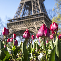 Buy canvas prints of Tulips and Eiffel Tower, Paris, France by peter schickert