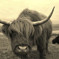 Buy canvas prints of Curious Highland Cow by Nick Wardekker