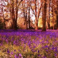 Buy canvas prints of Bluebell meadow at sunrise by Nick Wardekker