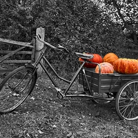 Buy canvas prints of  Lincolnshire Pumpkins by Nick Wardekker