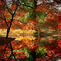 Buy canvas prints of Autumn Spectacle  by Nick Wardekker