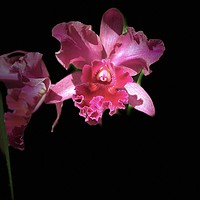 Buy canvas prints of Mexican Orchid by Nick Wardekker