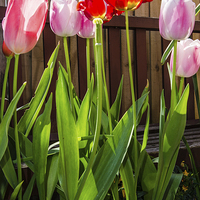Buy canvas prints of Tulips by claire beevis