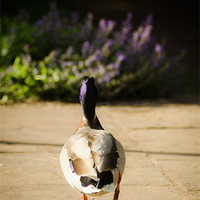 Buy canvas prints of Waddling Duck by Dan Fisher