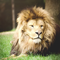 Buy canvas prints of Lion, sitting in wait! by Dan Fisher