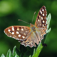 Buy canvas prints of Speckled Wood Butterfly by Mark Ewels