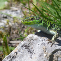 Buy canvas prints of Small Green Lizard by Kitty 