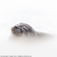 Buy canvas prints of Seal Cub by Sue MacCallum- Stewart