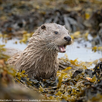 Buy canvas prints of An otter surrounded by seaweed by Sue MacCallum- Stewart