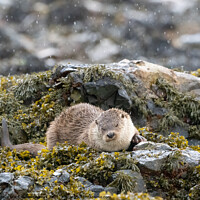 Buy canvas prints of An otter relaxing in the rain by Sue MacCallum- Stewart