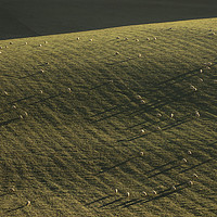 Buy canvas prints of South Downs, Sussex, Sheep, Long Shadows by Sue MacCallum- Stewart