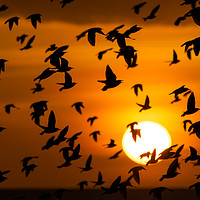 Buy canvas prints of Starling, Murmuration, Sunset, Sussex by Sue MacCallum- Stewart