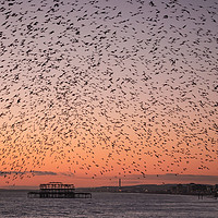 Buy canvas prints of Starling Murmuration, South Coast, Brighton, Sunse by Sue MacCallum- Stewart