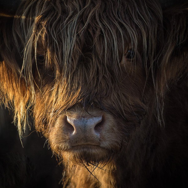 Highland Cow, Backlit, Derbyshire Acrylic by Sue MacCallum- Stewart