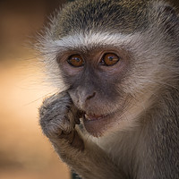 Buy canvas prints of Vervet Monkey, Primate, Zimbabwe by Sue MacCallum- Stewart
