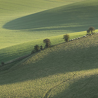 Buy canvas prints of South Downs, Sussex, Sheep, Shadows by Sue MacCallum- Stewart