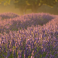 Buy canvas prints of Lavender Fields Revisited by Sue MacCallum- Stewart