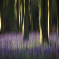 Buy canvas prints of Woodland Blur by Sue MacCallum- Stewart