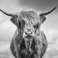Buy canvas prints of Highland Cow by Sue MacCallum- Stewart