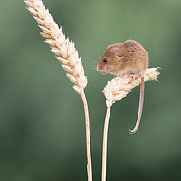 Buy canvas prints of 1 mouse, 2 tails... by Sue MacCallum- Stewart