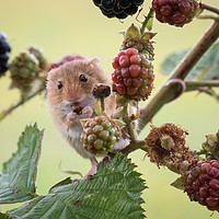 Buy canvas prints of Harvest Mouse by Sue MacCallum- Stewart