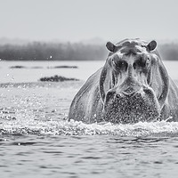 Buy canvas prints of Hippo on the Zambezi by Sue MacCallum- Stewart