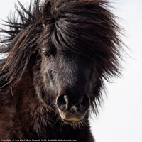 Buy canvas prints of A close up of a Shetland Pony that is looking at the camera by Sue MacCallum- Stewart